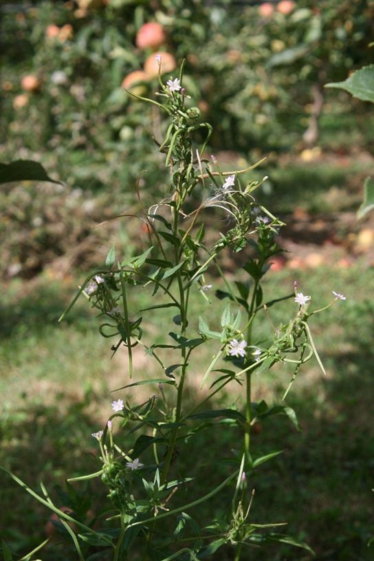 Willow Herb